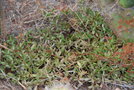 vignette Crassula pubescens ssp. radicans