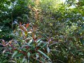 vignette Rhododendron Lutescens au beau feuillage bien bronz au 28 07 14