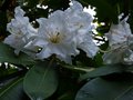 vignette Rhododendron Polar Bear autre gros plan trs parfum au 15 07 14