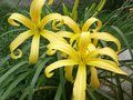 vignette Hemerocallis Kindly Light