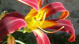 vignette Hemerocallis Red Ribbons