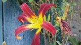 vignette Hemerocallis Red Ribbons