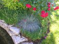 vignette Festuca glauca