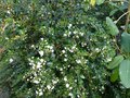 vignette Myrtus Luma apiculata immense et joliment parfumée au 01 08 14