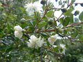 vignette Myrtus Luma apiculata fleurs au 01 08 14