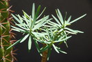 vignette Euphorbia obtusifolia