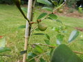 vignette Michelia yunnanensis (fruits)