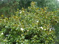 vignette Magnolia grandiflora