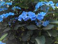 vignette Hydrangea macrophylla 'Blue Wave'