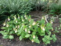 vignette Cypripedium