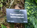 vignette Paphiopedilum lawrenceanum