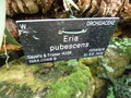 vignette Eria pubescens