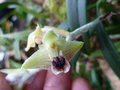 vignette Eria pubescens
