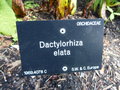 vignette Dactylorhiza elata