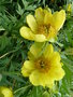 vignette Paeonia lutea - Pivoine arbustive jaune