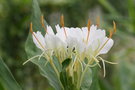 vignette Hedychium coronarium chrysoleucum