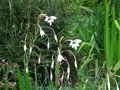 vignette Acidanthera bicolor var murielae