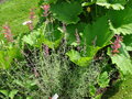 vignette Agastache rupestris