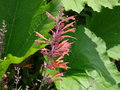 vignette Agastache rupestris