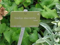 vignette Stachys macrantha