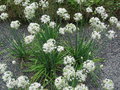 vignette Allium subhirsutum
