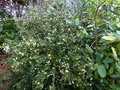 vignette Myrtus Luma apiculata immense et couverte de fleurs au 07 08 14