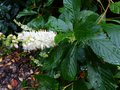 vignette Clethra alnifolia rosea gros plan parfum au 07 08 14