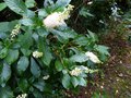 vignette Clethra alnifolia rosea parfum au 07 08 14