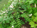 vignette Solanum sisymbriifolium - Morelle de Balbis