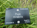 vignette Puya mirabilis
