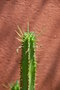 vignette Euphorbia mammillaris