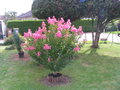 vignette lagerstroemia hybride Hopi  (13/08/2014)