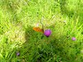 vignette Prairie de fleurs sauvages/papillon Fritillaire