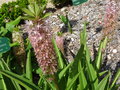 vignette Eucomis punctata