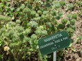 vignette Navarretia squarrosa