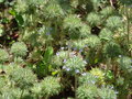 vignette Navarretia squarrosa