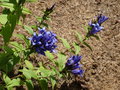 vignette Gentiana asclepiadea - Gentiane  feuille d'asclpiade