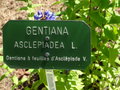 vignette Gentiana asclepiadea - Gentiane  feuille d'asclpiade