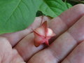 vignette Euonymus latifolius