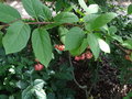 vignette Euonymus latifolius