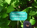 vignette Melampodium perfoliatum