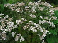 vignette Eupatorium adenophorum = Ageratina adenophora