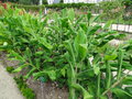 vignette Hedychium gardnerianum