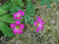 vignette Oxalis lasiandra