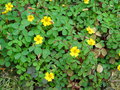 vignette Oxalis spiralis