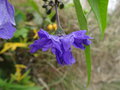 vignette Fleur double Solanum laciniatum