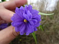 vignette Fleur double Solanum laciniatum