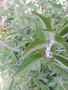 vignette Salvia elegans syn: ananas