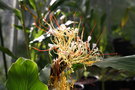 vignette Hedychium ellipticum 'Red Bracted Form'