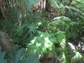 vignette Blechnum chilense et Woodwardia radicans